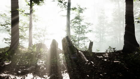 sun-light-in-the-fairy-foggy-forest