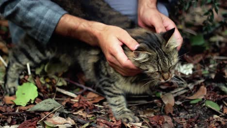 stroking wild cat in forest