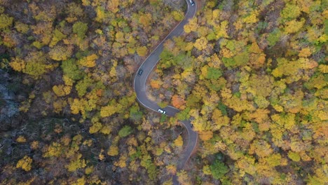 birds eye aerial view of traffic on curvy road in the middle of forest in autumn foliage