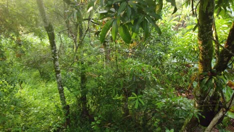 Aerial-image-amidst-vegetation-at-Laguna-de-Fuquene---Risaralda,-Colombia