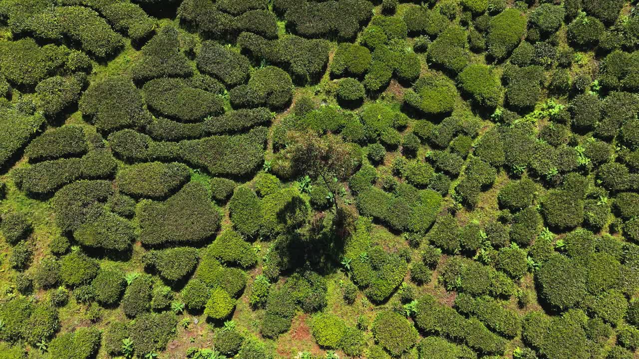 A cinematic aerial view of a unique green tea plantation forming natural maze-like patterns, showcasing minimalism, texture, and symmetry. An artistic expression of nature’s design and beauty