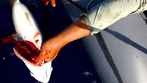 Bloodied-gills-from-yellowtail-fish-drain-at-ocean-surface-turning-water-red