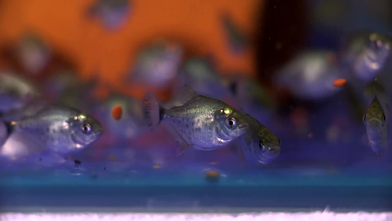 Juvenile Spotted Piranhas feeding on commercial fish food, close up shot
