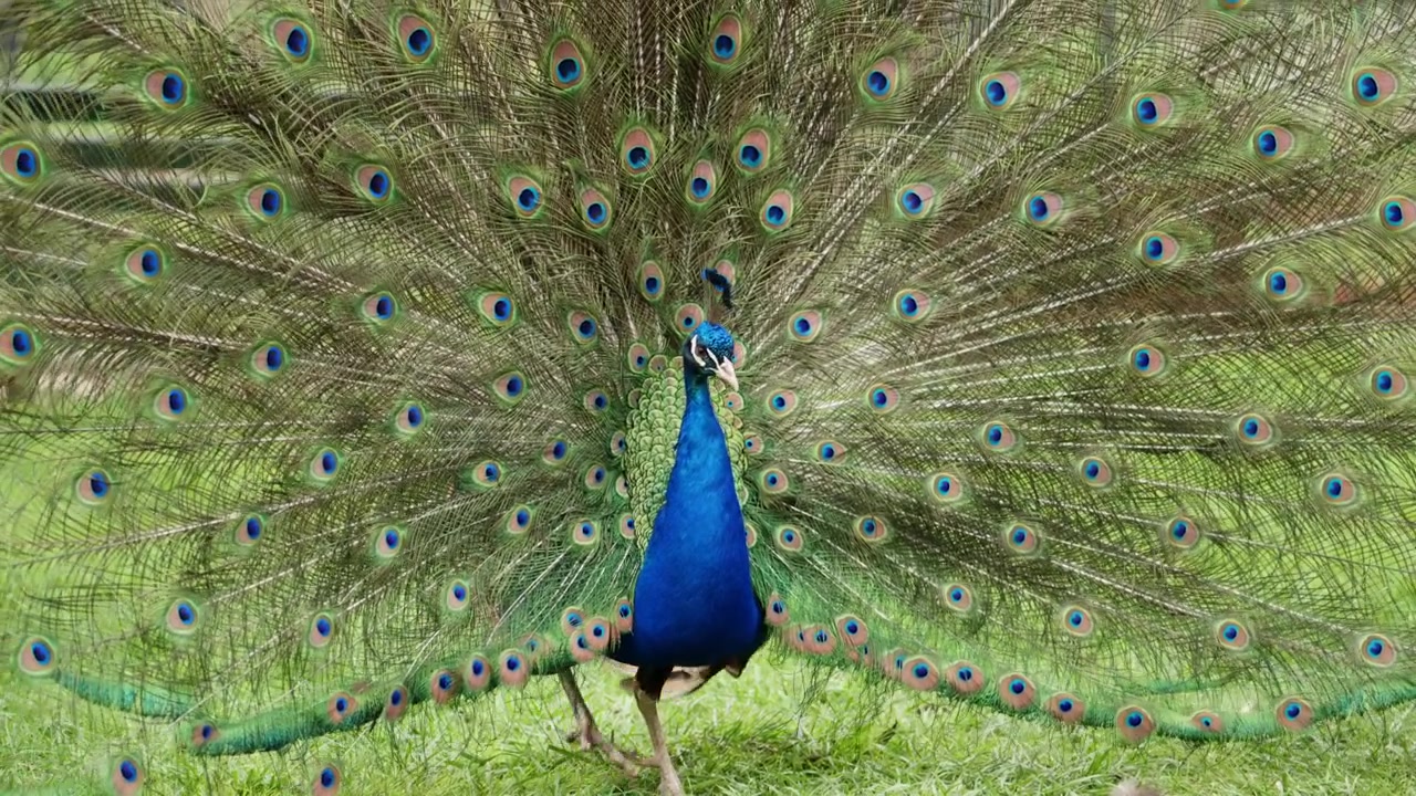 Imagens em close-up de um pavão exibindo suas icônicas penas da cauda com padrões de olhos.