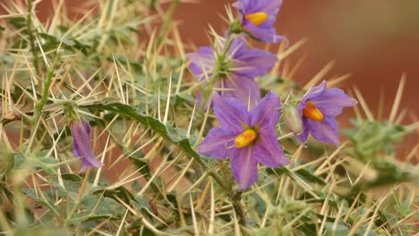 solanáceas de hoja plateada con hermosas flores
