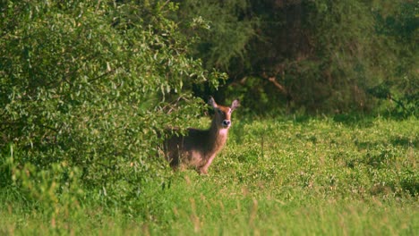 Wild-waterbuck-walking-out-from-hiding-behind-bush-revealing-itself