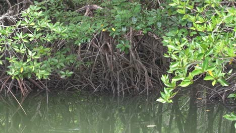 static shot of mangrove forest, routs going into water