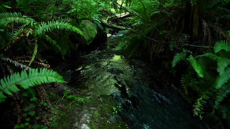 Ein-Bach-Fließt-Durch-Einen-Wald-8