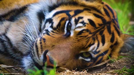 sumatran tiger blinking and looking directly straight into camera while lying relaxing on the ground in a jungle forest, close up