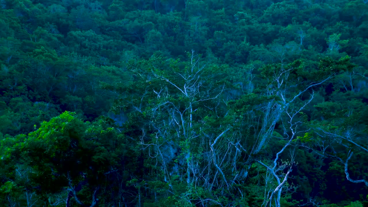 Timelapse of tropical rainforest canopy showing dramatic light changes and cloud shadows passing over dense green foliage. Shot with drone in daylight