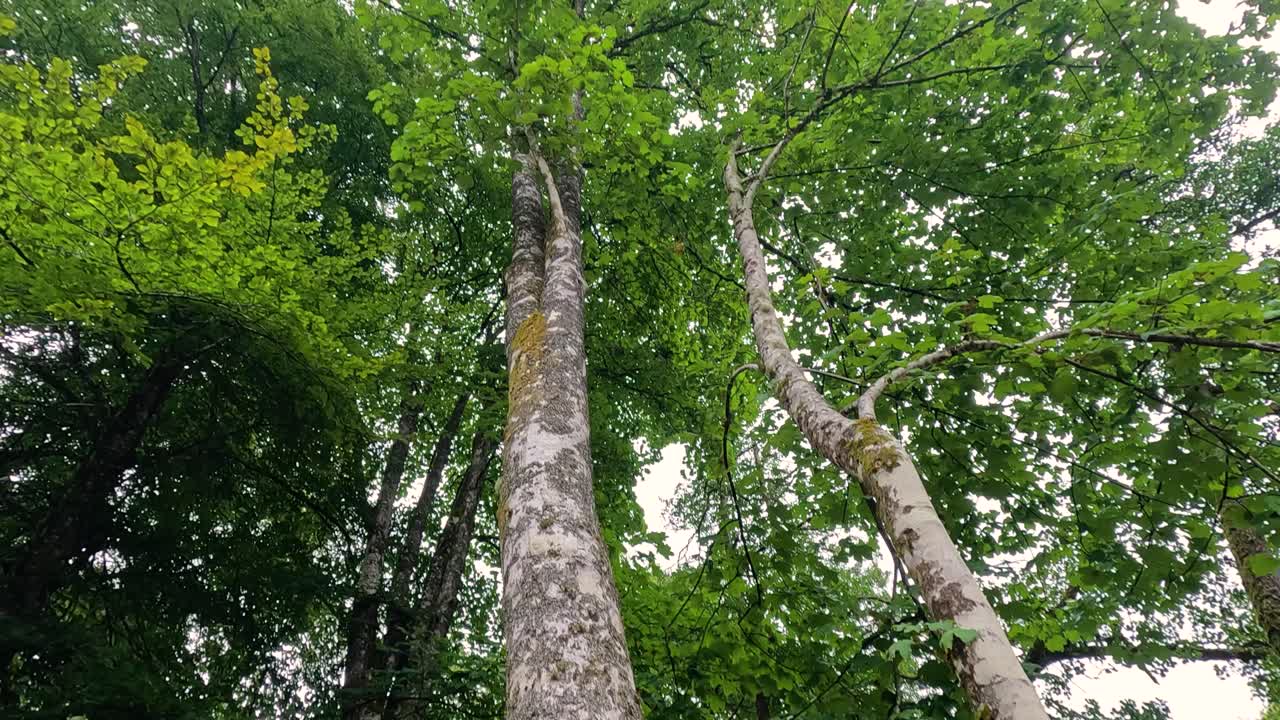 Lichen-covered trees in lush green forest