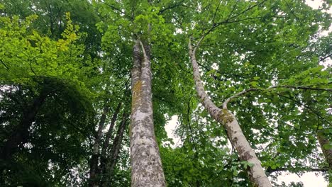 lichen-covered trees in lush green forest