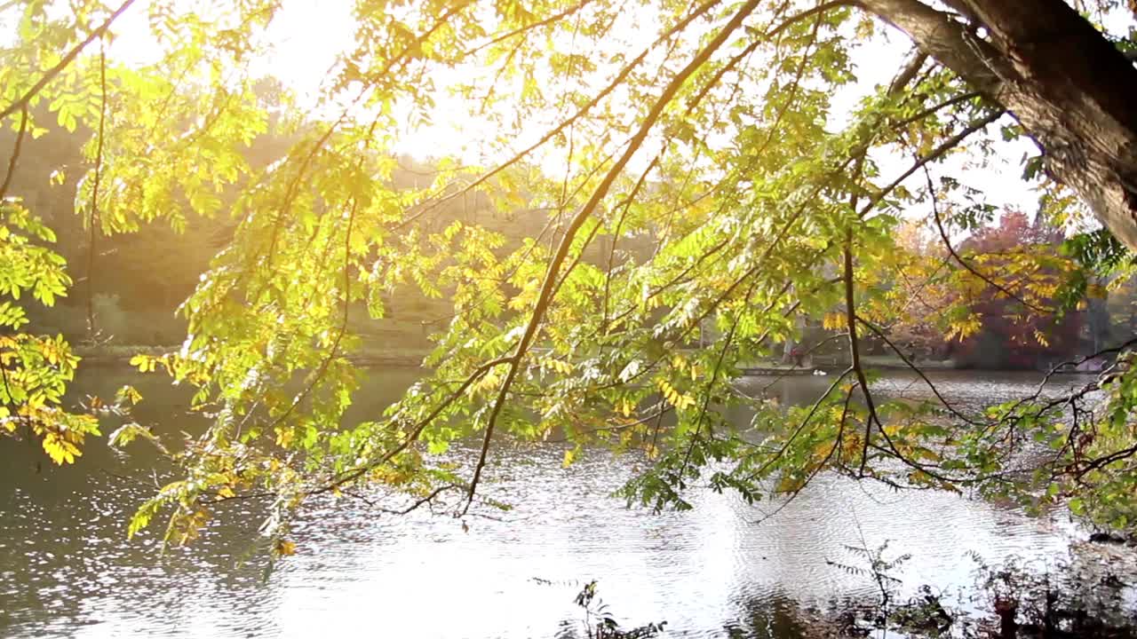 가을 숲 풍경 나무 잎 2