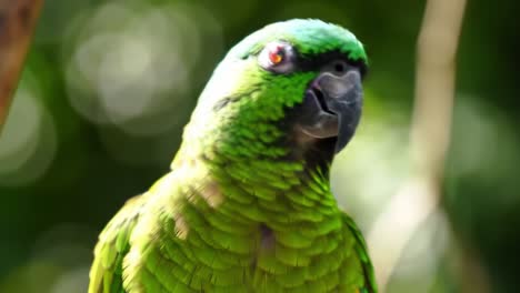 this clip highlights a beautiful green parrot perched in a tree, displaying its colorful feathers and unique features. surroundings are lush and alive, providing a vivid backdrop.