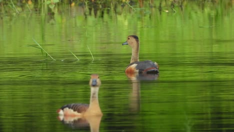 whistling ducks swimming mp4 4k