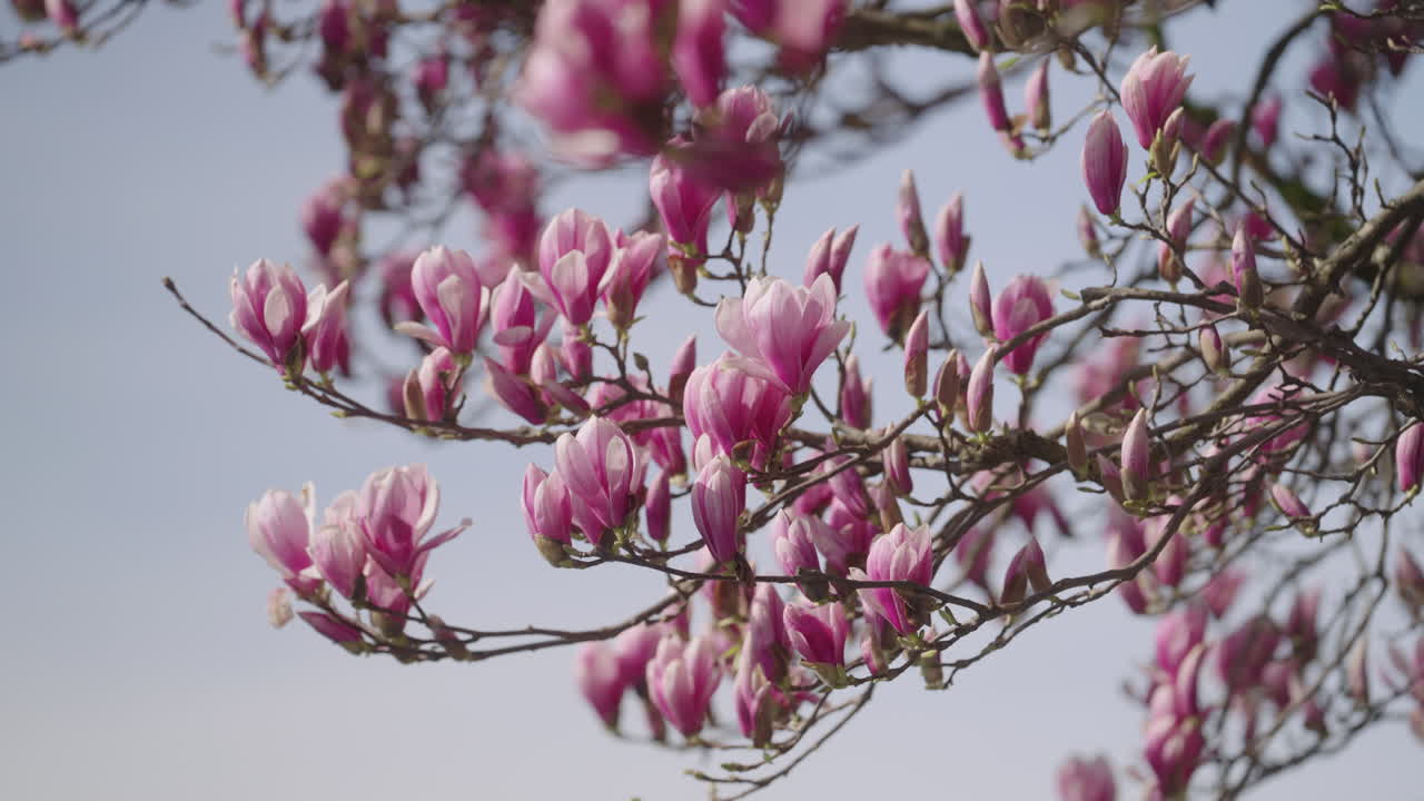 las flores de un árbol de magnolia en primavera