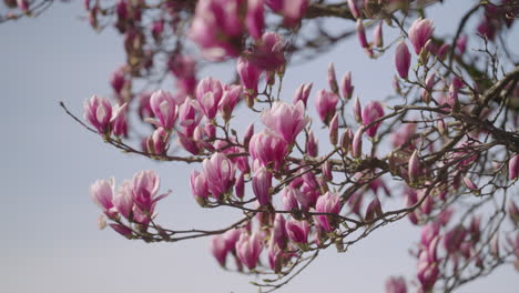 Flores-De-Un-árbol-De-Magnolia-En-Primavera.