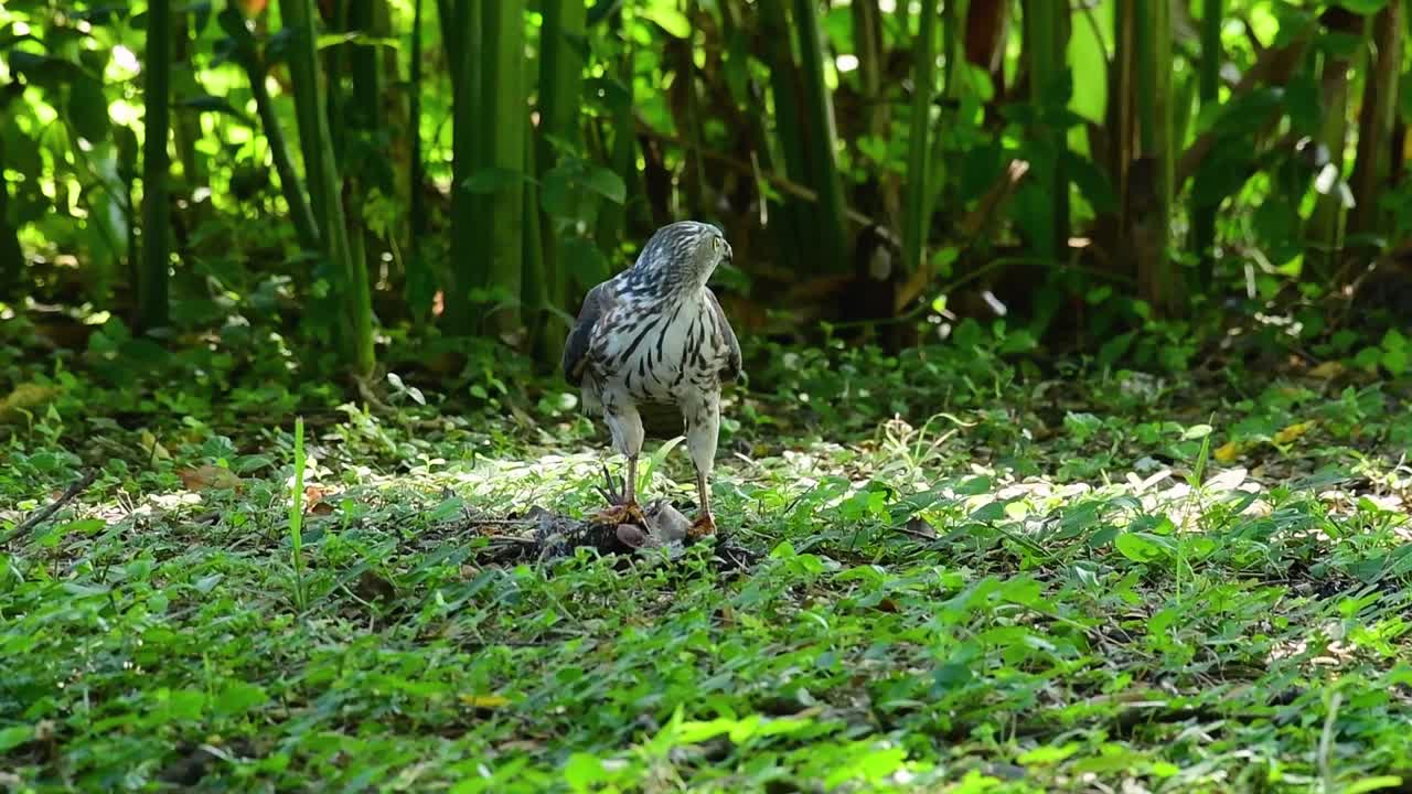 shikra alimentándose de otro pájaro en el suelo, esta ave de rapiña atrapó un pájaro para desayunar y estaba ocupado comiendo, luego se asustó y se fue