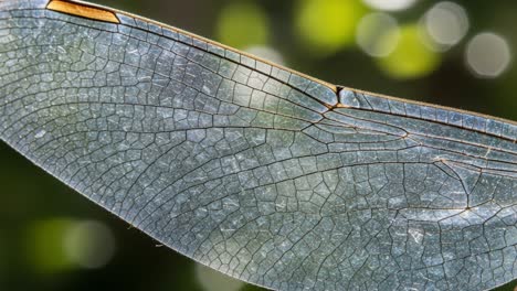 a close examination of a delicate insect wing: discovering the intricate textures and patterns of nature's masterpiece