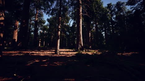 Sequoia-redwood-trees-in-the-sequoia-national-park-forest