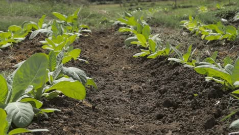 close-up of rows of tobacco plants