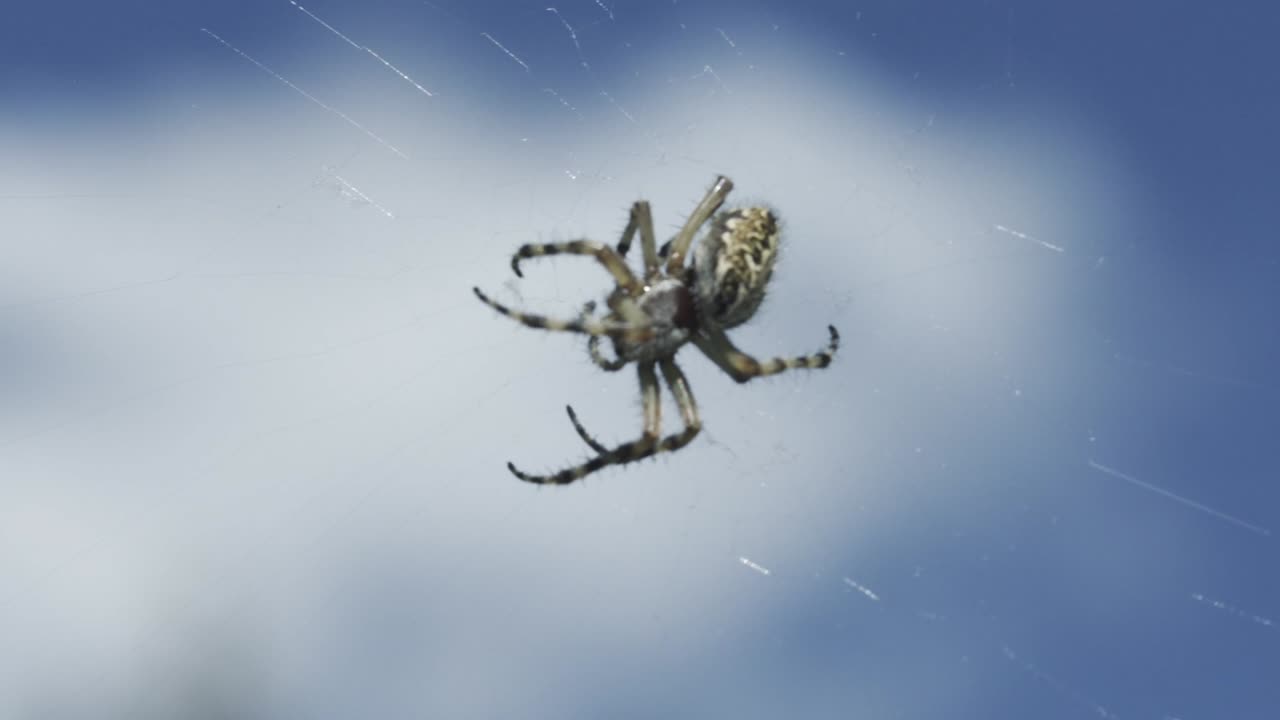 araña en su telaraña