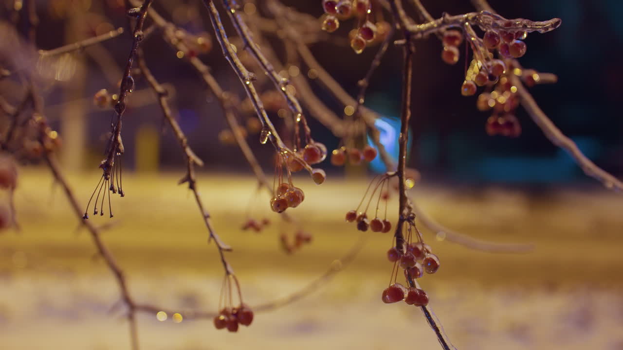 얼음으로 인 겨울의 열매는 섬세한 가지에 매달려 있으며, 따뜻한 황금빛 아래 반이는 동안 부드럽게 흔들리고, 흐릿한 배경에는 지나가는 자동차와 부드러운 대기 빛이 있습니다.