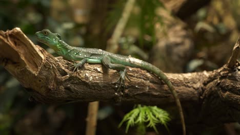 Young-dragon-type-lizard-resting-and-sometimes-moving-head-on-a-branch