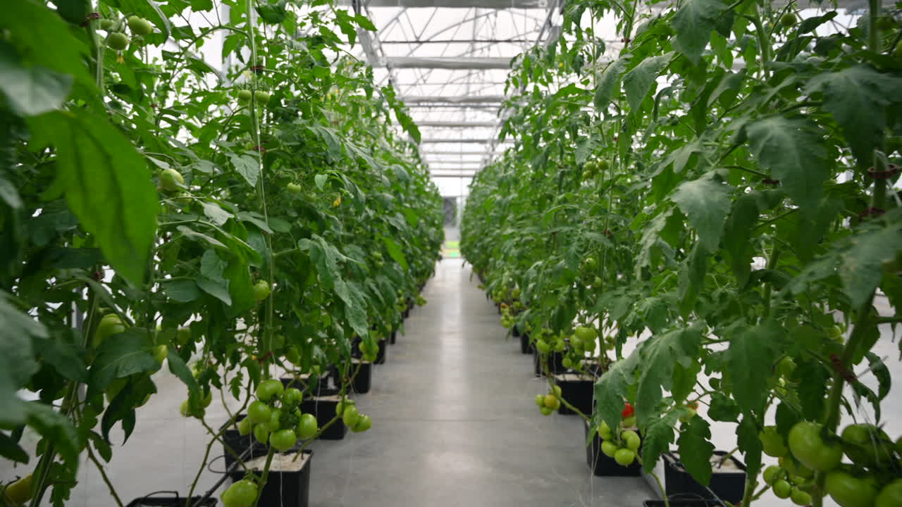 Rows of tomatoes growing in a greenhouse
