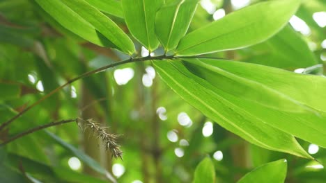 Primer-Plano-De-Grandes-Hojas-De-Bambú-Verde-Esparcidas-En-La-Luz-Dorada