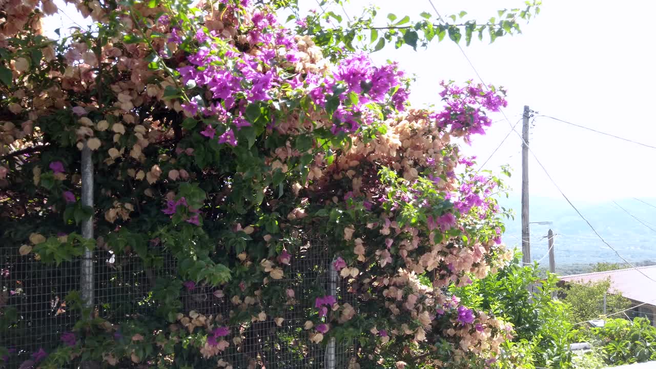 las bougainvilleas en flor en una valla de leucada