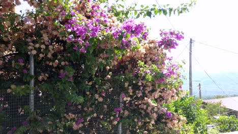 Blühende-Bougainvillea-Auf-Einem-Leukada-Zaun