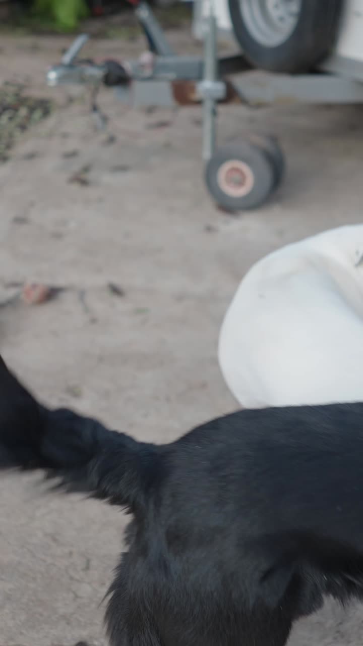 Two Dogs Playing Outdoors