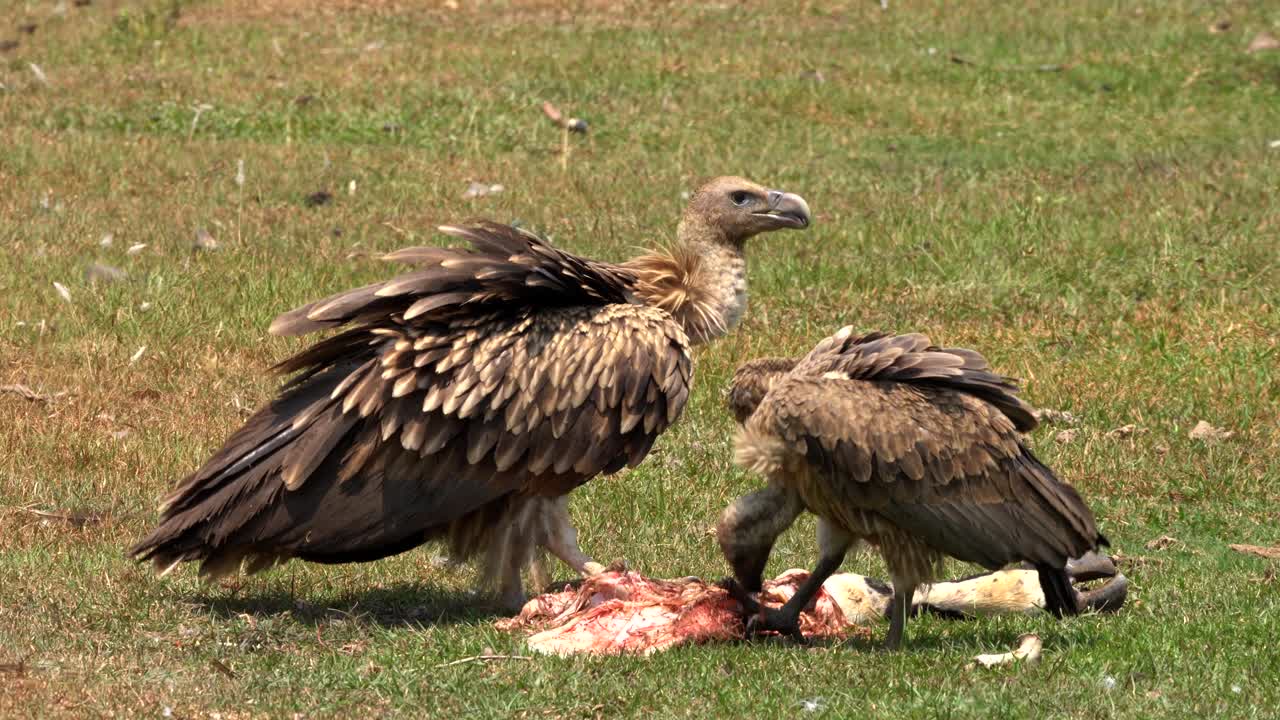 햇볕이 잘 드는 들판에서 썩은 고기 조각을 먹는 히말라야 그리폰 두 마리