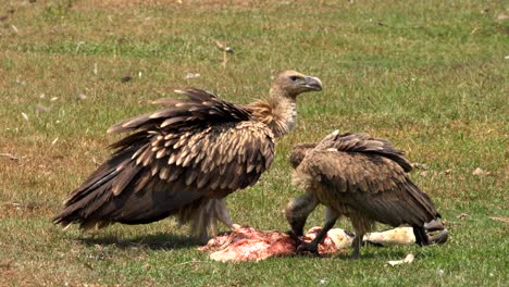 two himalayan griffons eating a piece of carrion on an open sunny field