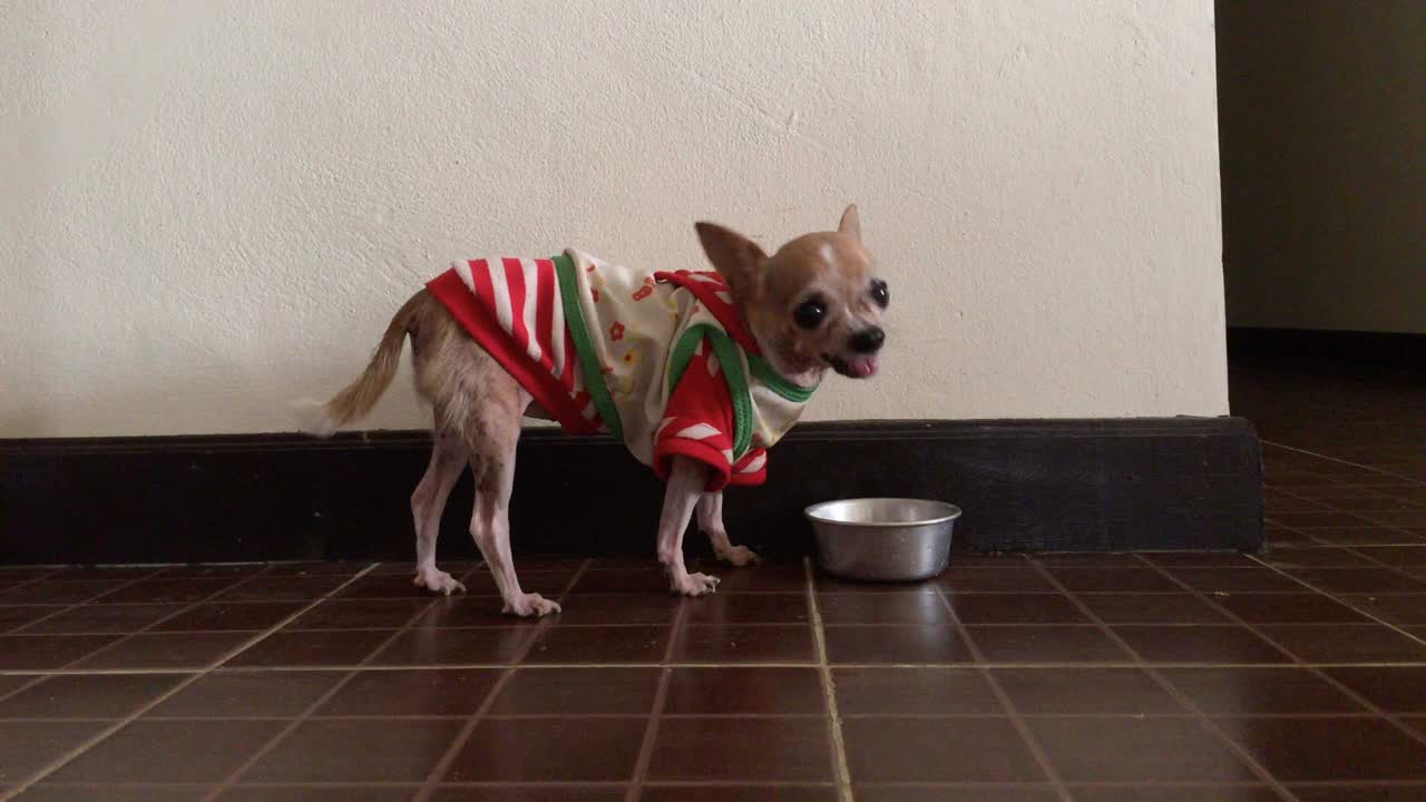 un perro chihuahua comiendo comida.