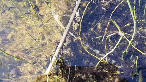 small frog babies swimming around they are like huge eggs with tails