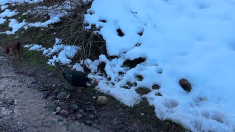 farm-pet-chicken-birds-eating-grains-spring-season-winter-snow-rural-life-countryside-local-people-grow-animals-in-forest-village-nature-Hyrcanian-natural-resource-in-Iran-the-organic-feeding-in-town