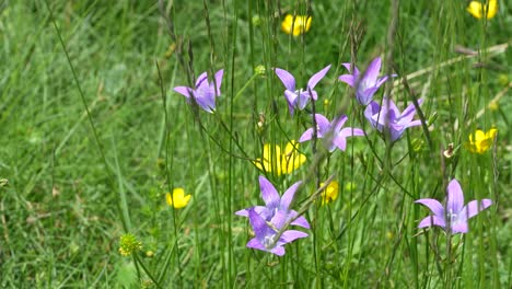 close-up view of wildflowers in a grassy area