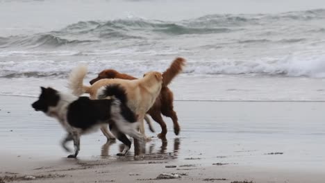 two dogs playing on the beach