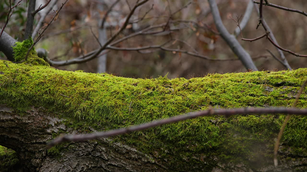 Primo piano di un tronco d'albero pieno di muschio fresco