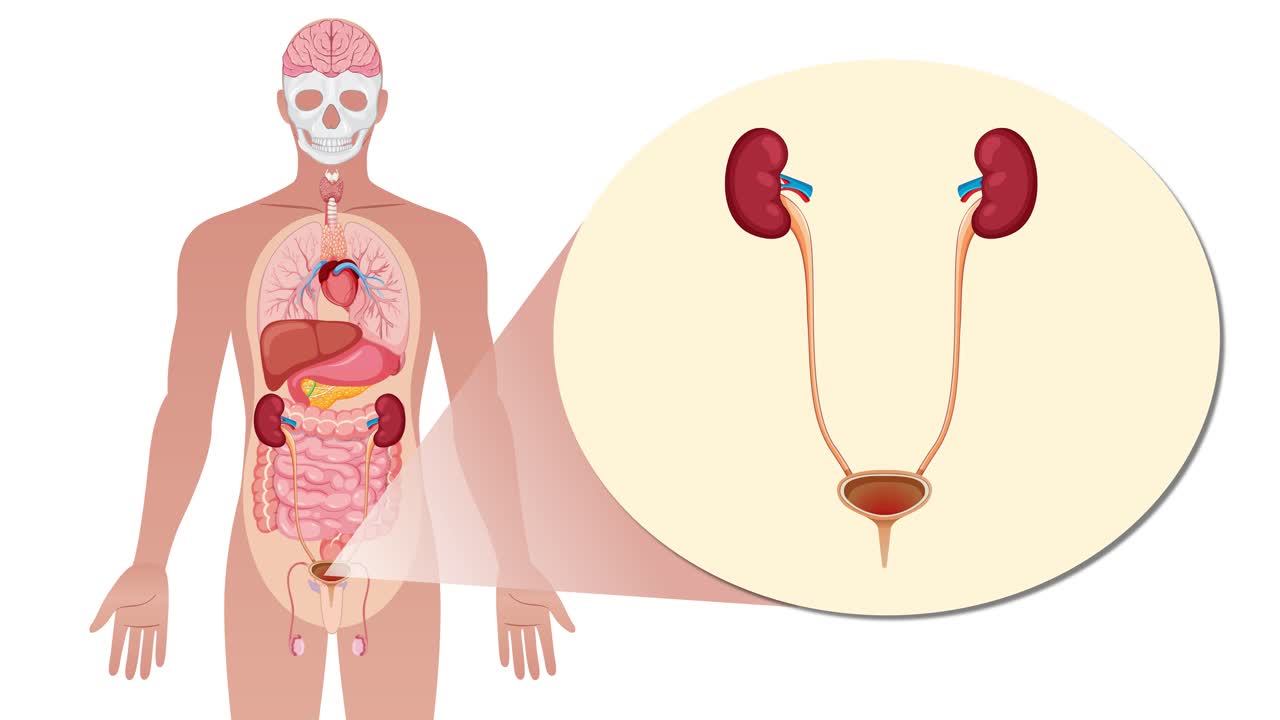 Animated sequence transitions from a full-body human figure to a detailed anatomical close-up of the urinary system, highlighting kidneys, ureters, bladder, and urethra with smooth zoom and overlay effects