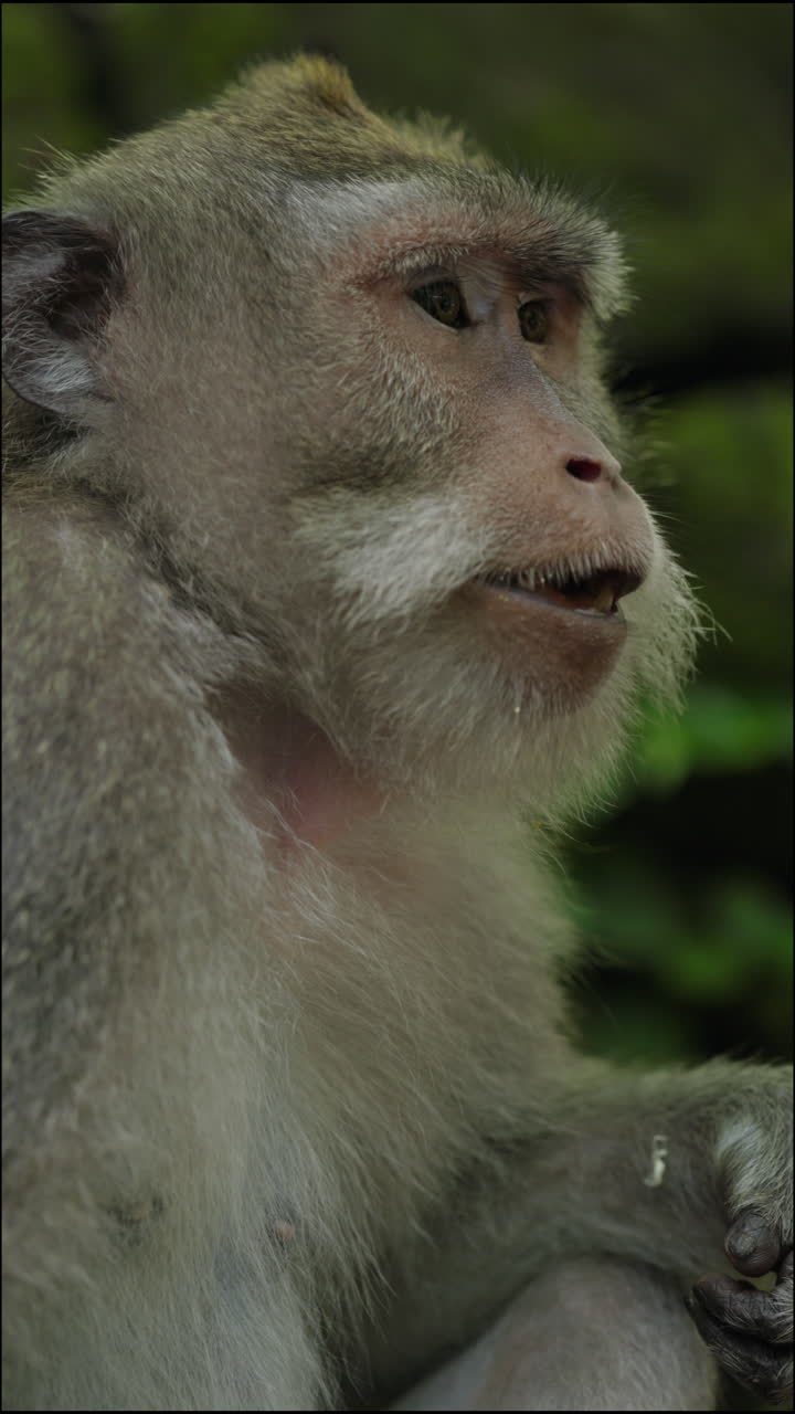 Close-up of a Monkey