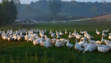 Panorámica-Izquierda-Sobre-Un-Grupo-De-Gansos-Blancos-Y-Un-Granero-En-Una-Granja-De-Gansos-En-Alemania