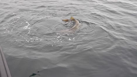 cod fish swimming in the river of norway