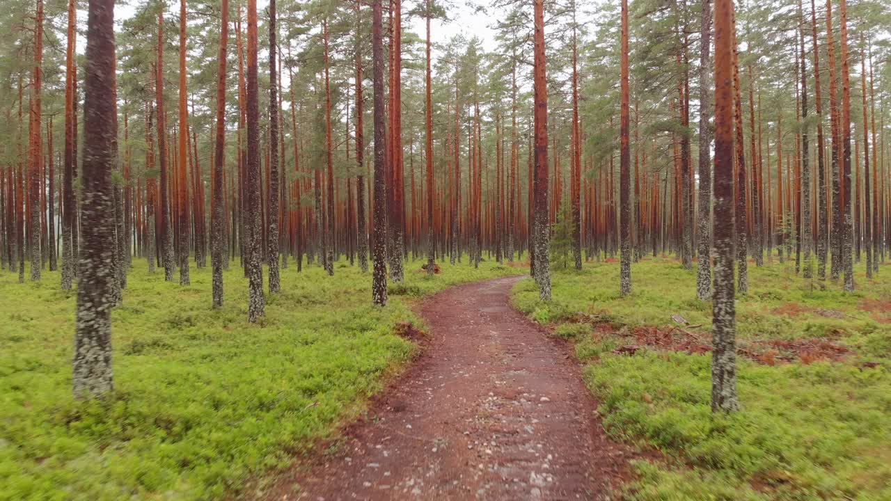 공중 - 거대한 산림 농장의 흙길에서 빠른 후퇴