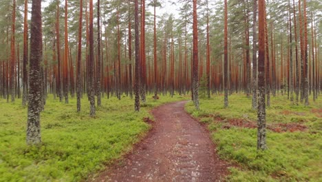 Aerial---quick-retreat-on-dirt-trail-in-massive-forest-plantation