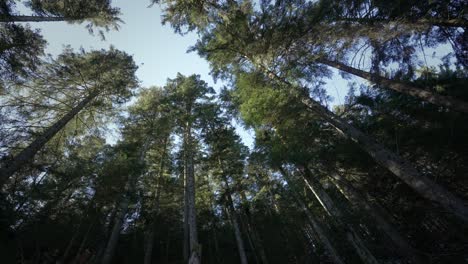 Vista-Panorámica-Del-Dosel-Del-Bosque-Alpino-De-ángulo-Bajo-Con-La-Luz-Del-Sol-Golpeando-Las-Copas-De-Los-árboles