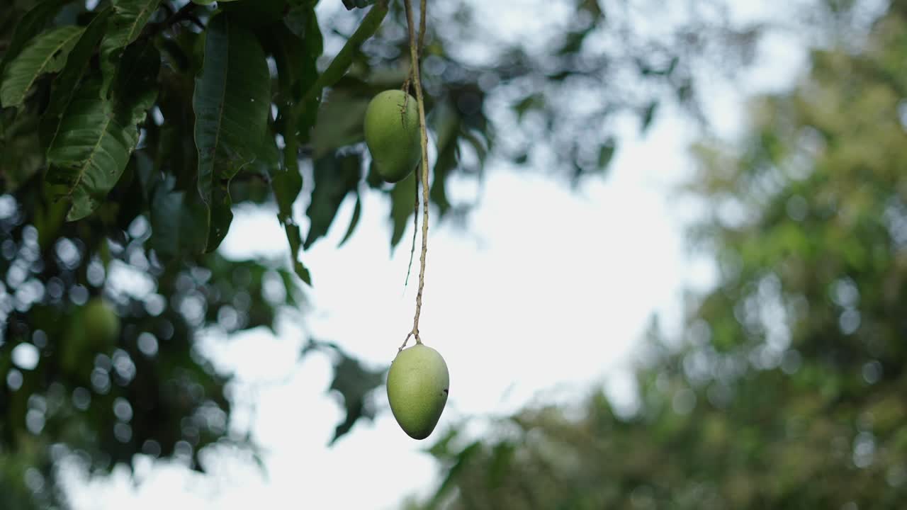 Green mangoes hanging from a tree