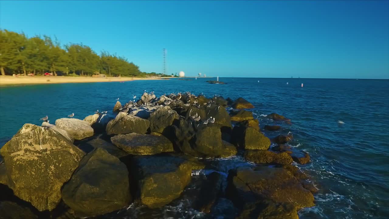 чайки квакают и летают на причале в ки-уэсте, штат флорида